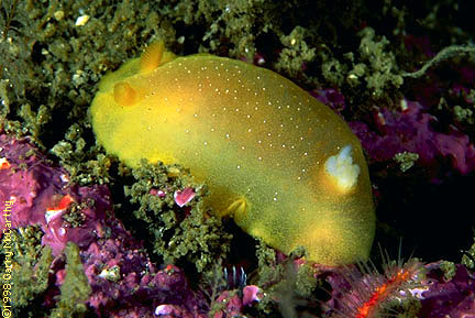 Dendrodoris fulva