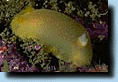 Dendrodoris<BR>fulva