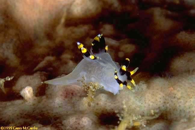 Polycera tricolor